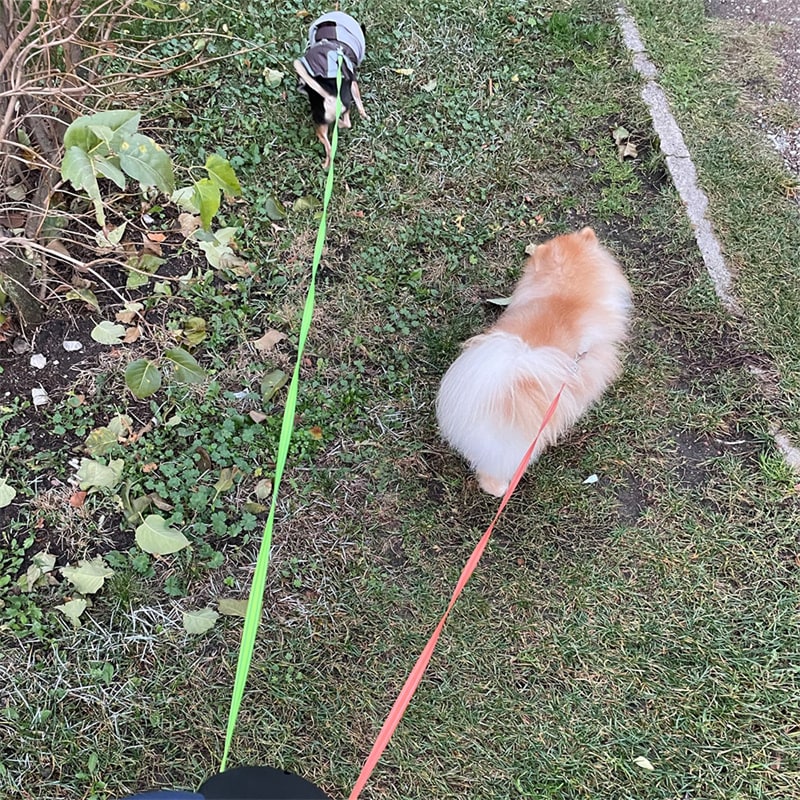 Dual Dog Leash Retractable with LED Flashlight and Bag Dispenser 360 Swivel - Image 17